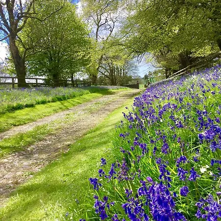 Willowhill House P43 Yk06 Bed & Breakfast 3*