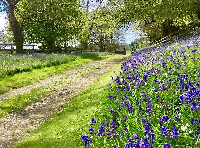 Willowhill House P43 Yk06 Bed & Breakfast 3*